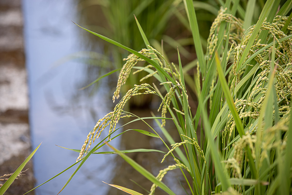 With the blessings of rain.