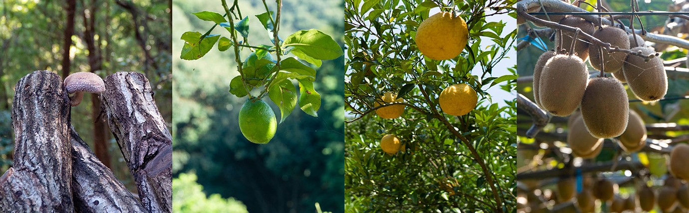 ふくおかさま　専用ページ ショップ | 福岡正信自然農園 official site