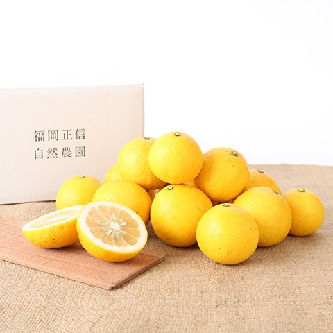 ニューサマーオレンジ | 果物 | 福岡正信自然農園 official site