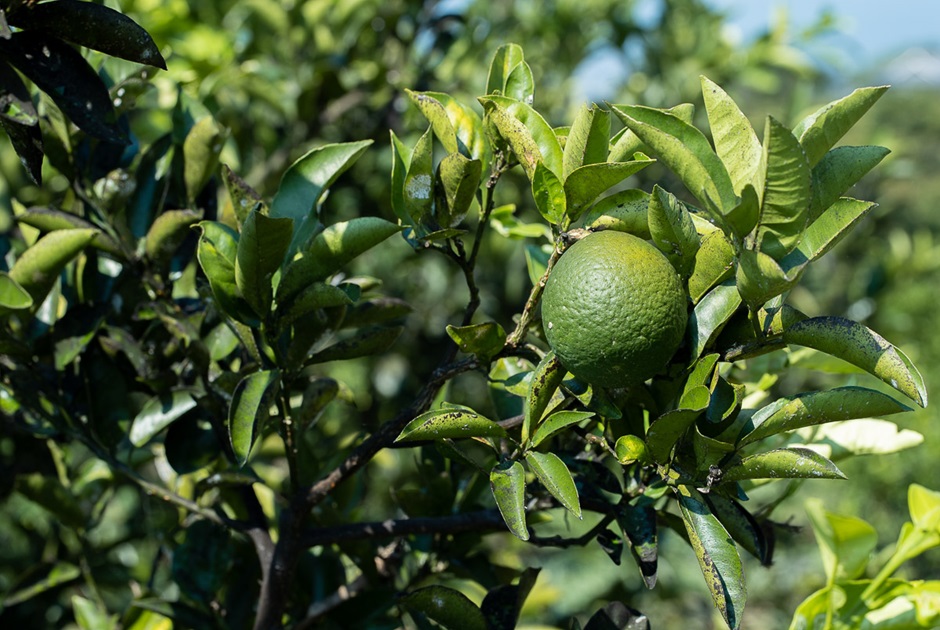 青いベルガモット
