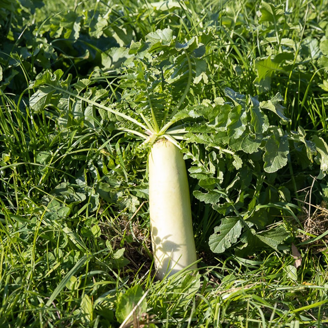 冷凍］柑橘畑のみぞれおろし | 新商品 | 福岡正信自然農園 official site