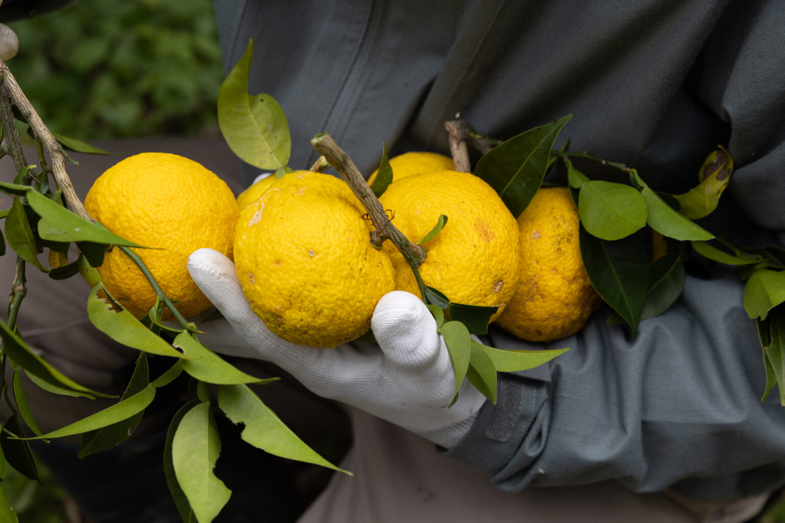[冷凍]  手しぼり ゆず果汁