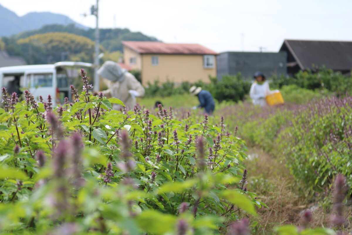 AutumnCampaignのお知らせ