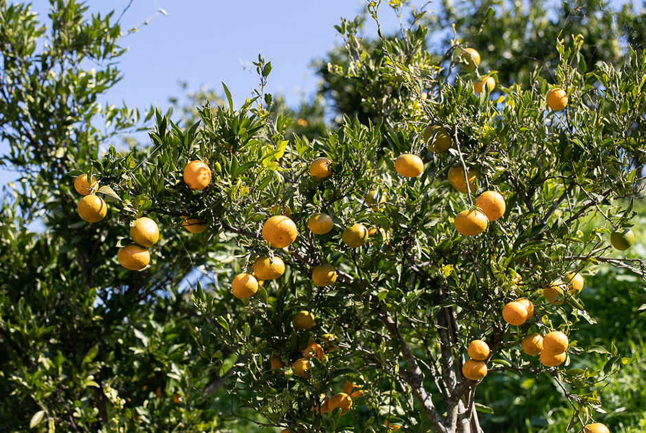 ［冷凍］柑橘のしずく