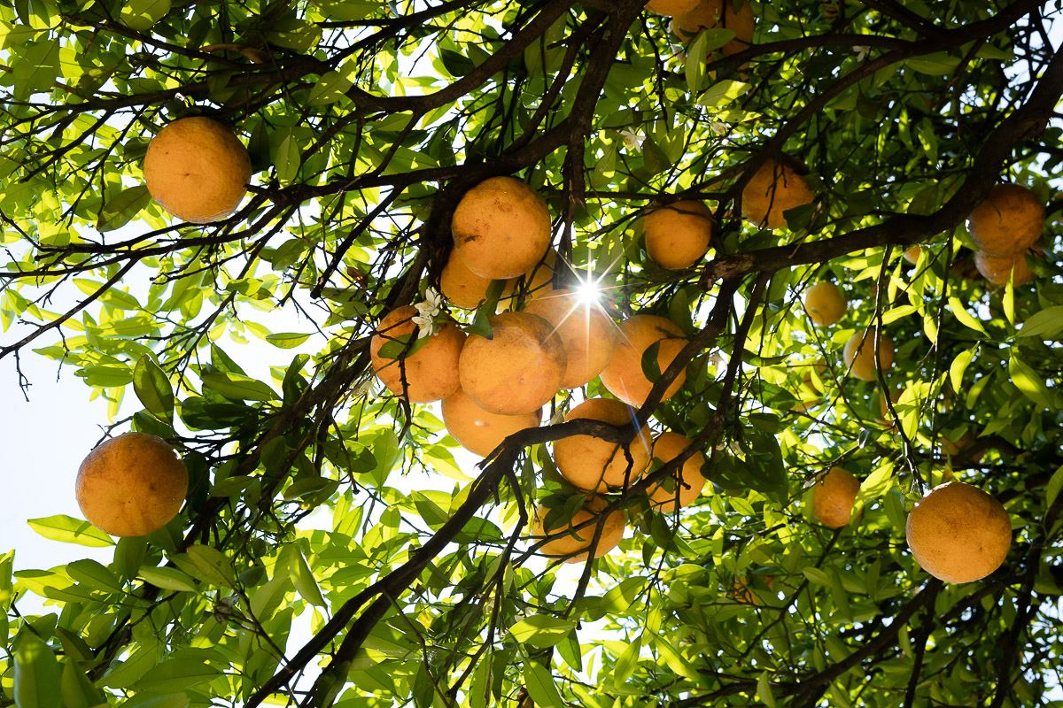 ［冷凍］氷菓（和三盆・吉野本葛 香る和のエッセンス）