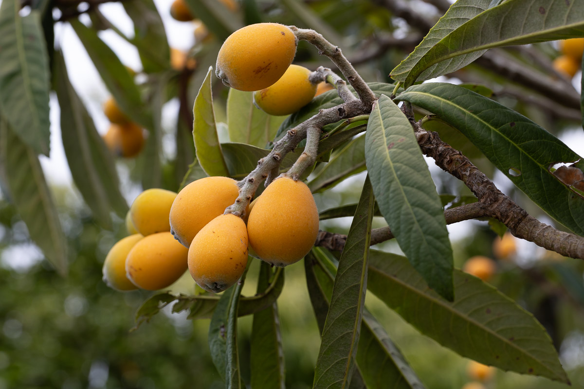 やさしい味わい“びわとカラマンシー”シロップ漬