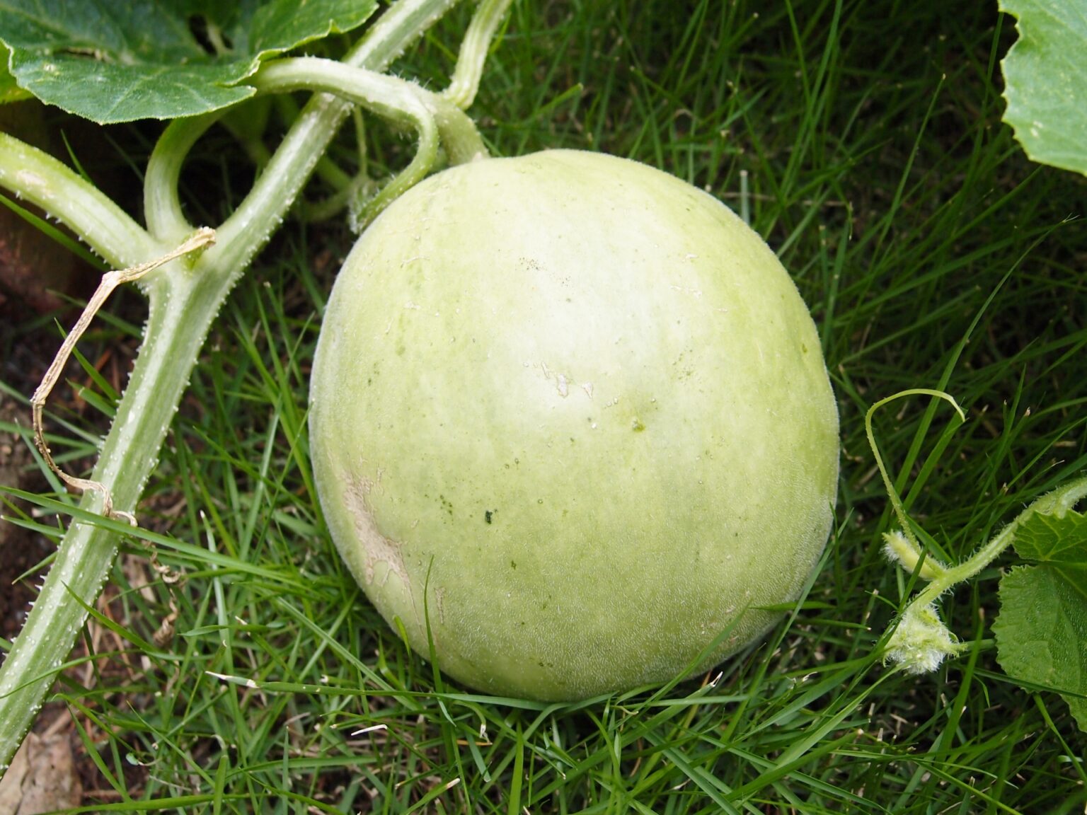 夏の味覚 プリンスメロン