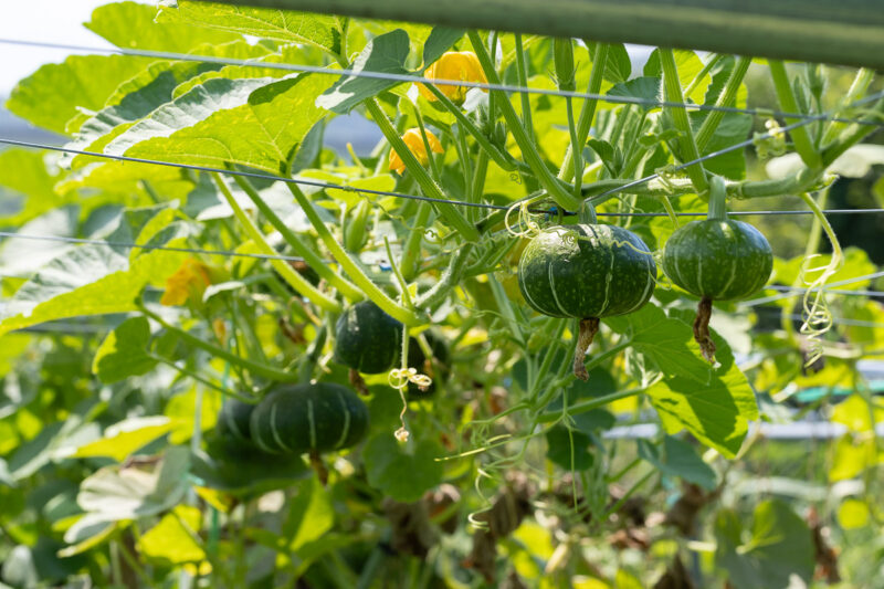 自然農法の野菜を無駄なく楽しむ保存と活用の知恵：旬の味を長く、おいしく