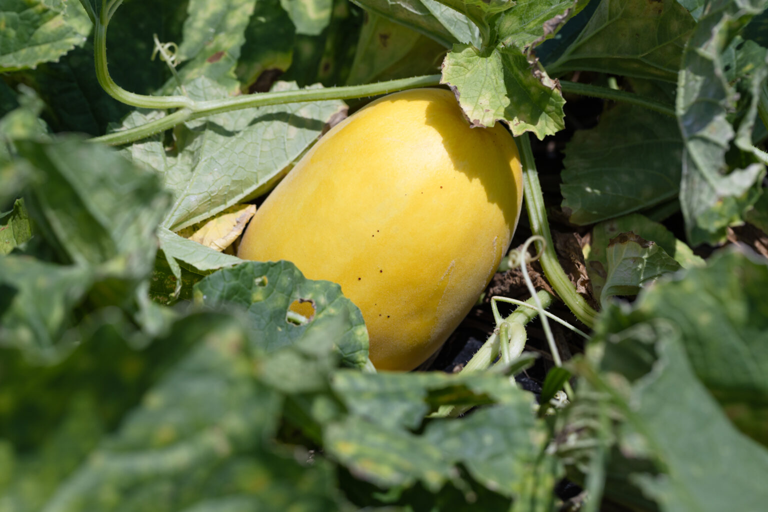 夏の味覚 マクワウリ