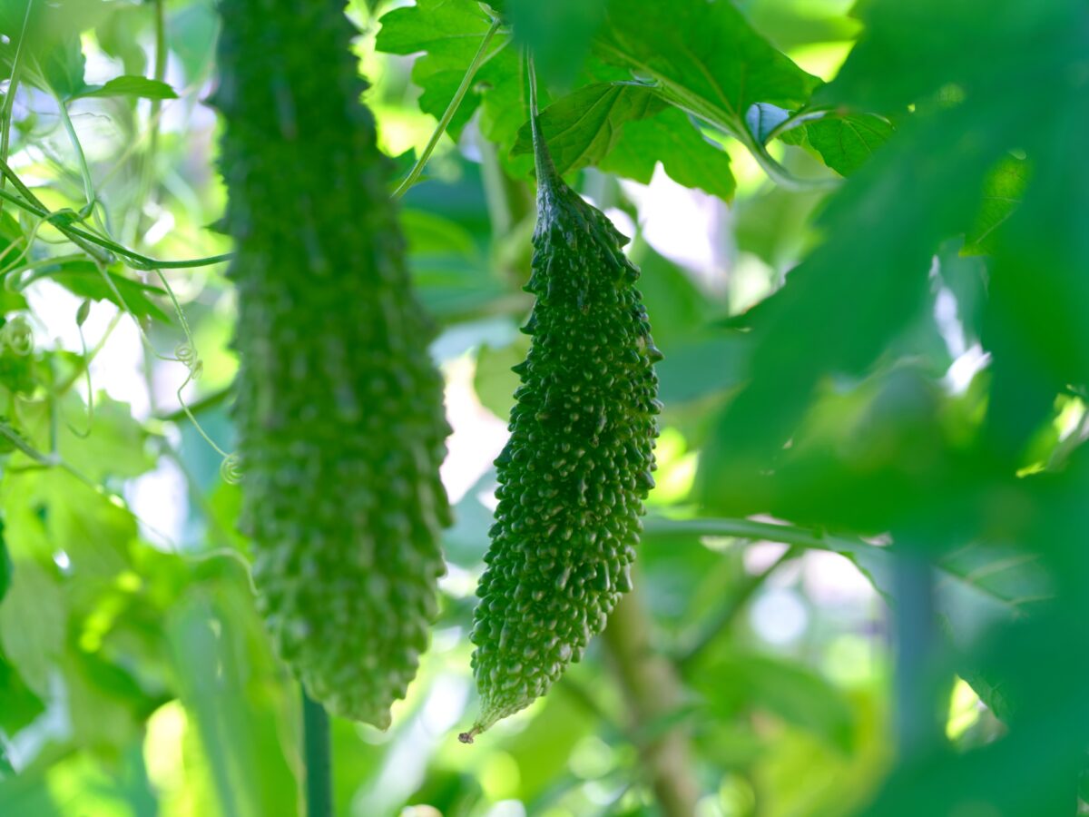 ［期間限定販売］ゴーヤ