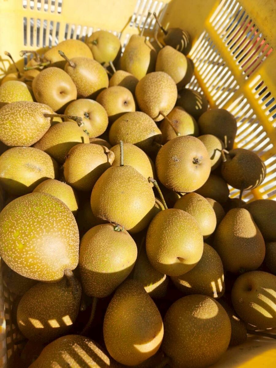 ［冷凍］旬果コンポート 洋梨