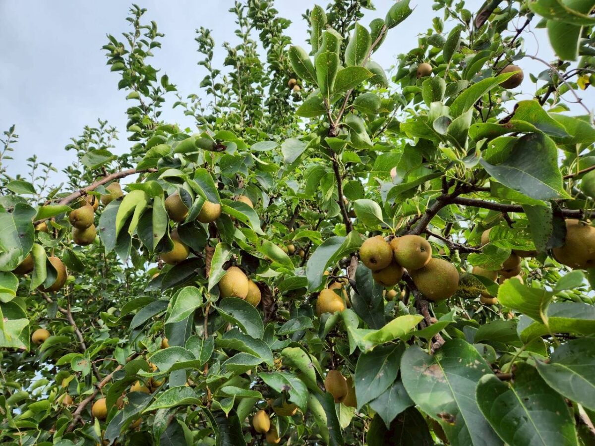 ［冷凍］旬果コンポート 洋梨