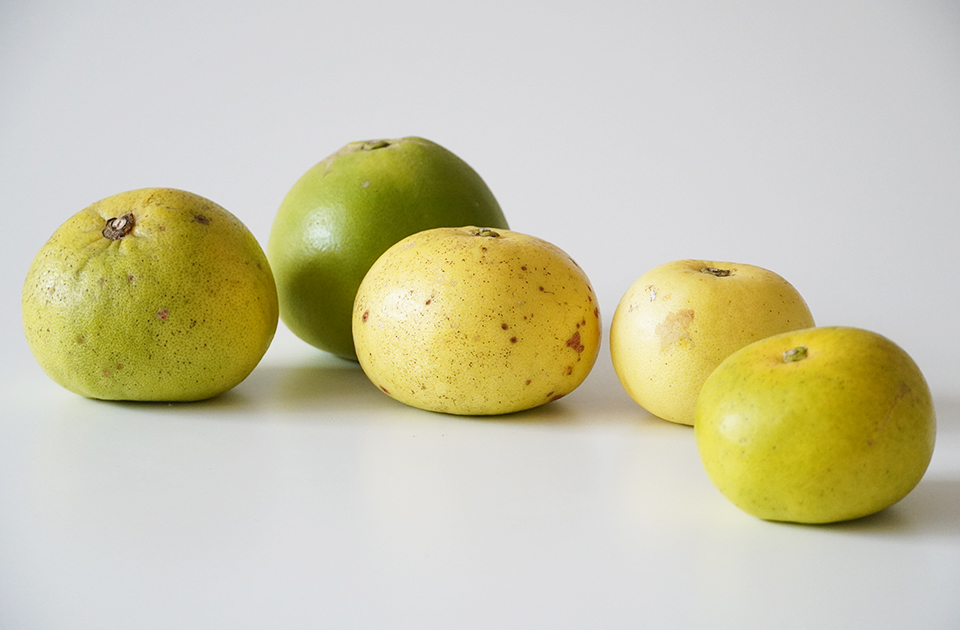 【特別企画 加工用】グリーングレープフルーツ(オロブロンコ)