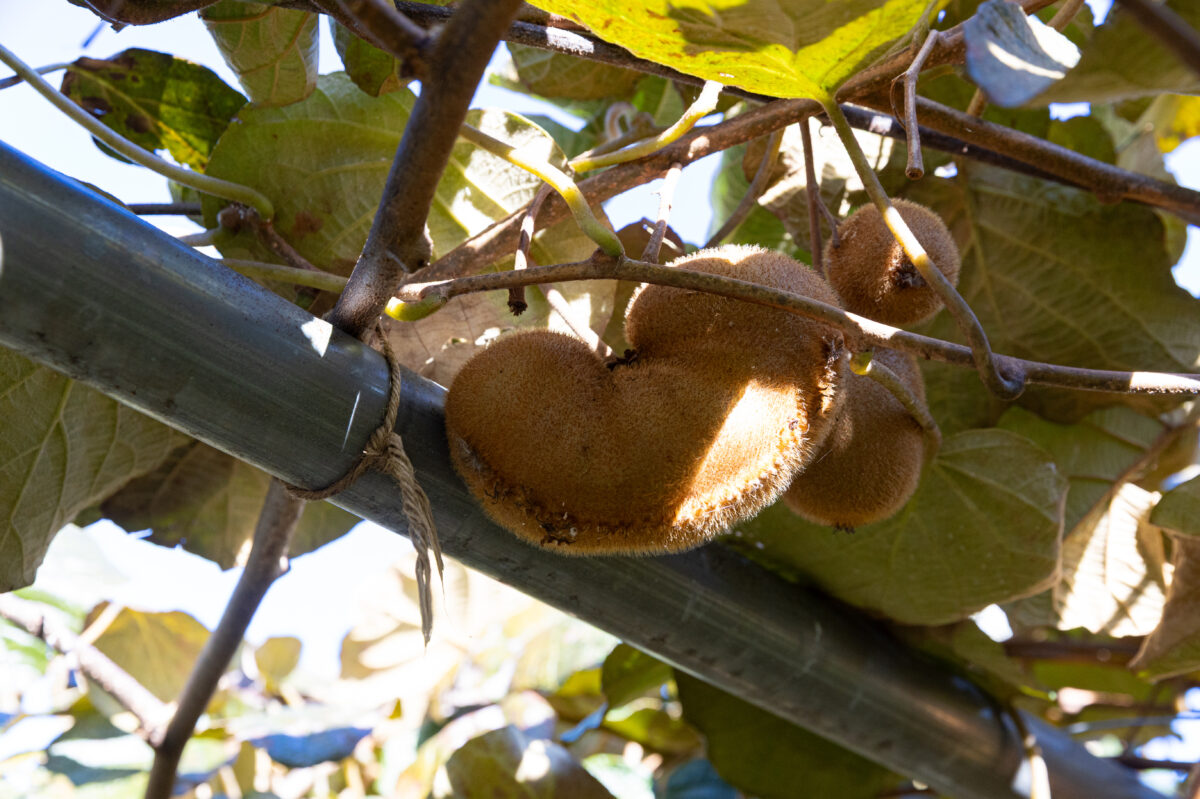 希少なキウイ ”香緑”