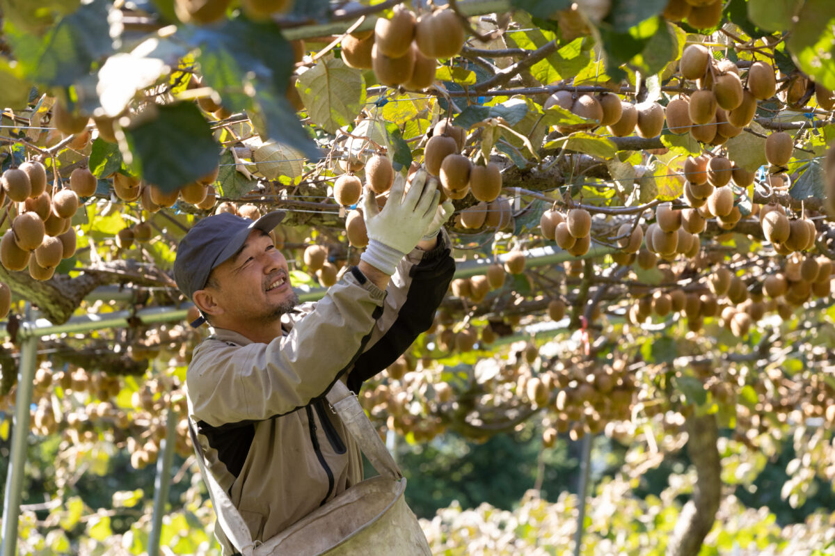 希少なキウイ ”香緑”