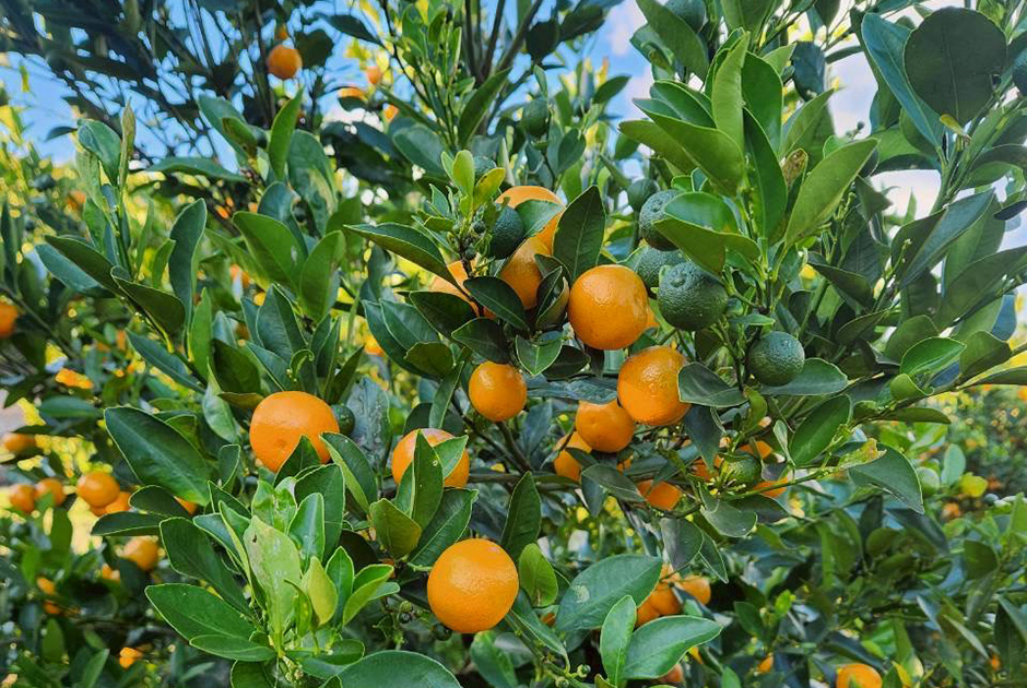 小さくてかわいらしい“カラマンシー”