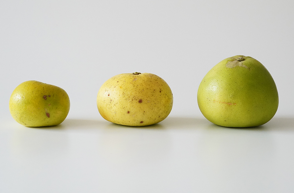 【特別企画 加工用】グリーングレープフルーツ(オロブロンコ)