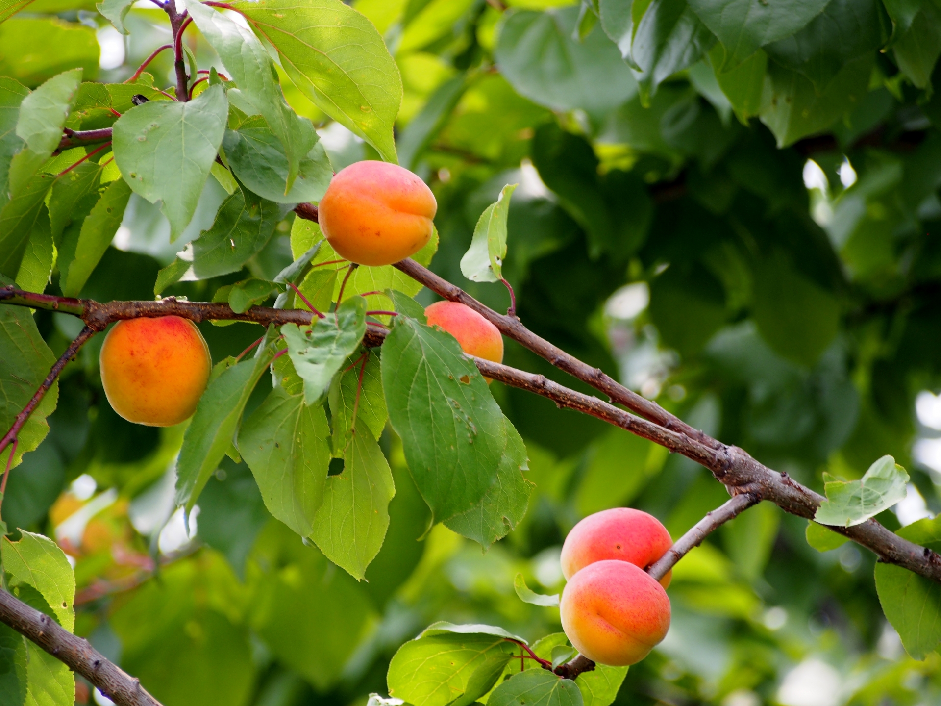 あんず甘夏マーマレード