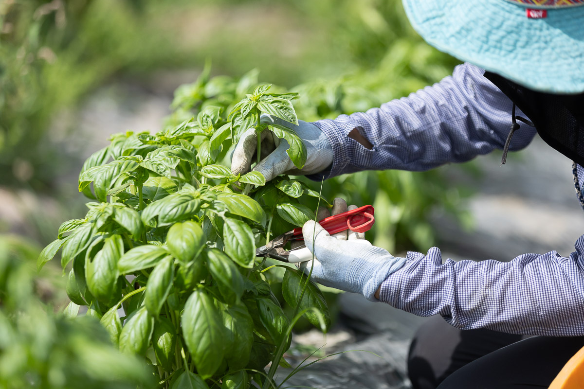 玉ねぎとバジルのカレースープ