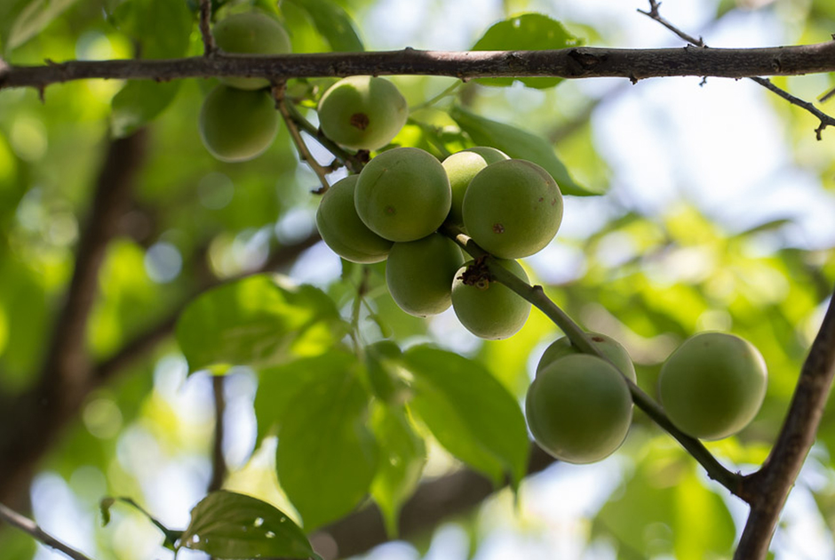 福岡さんのゆずと梅マーマレード