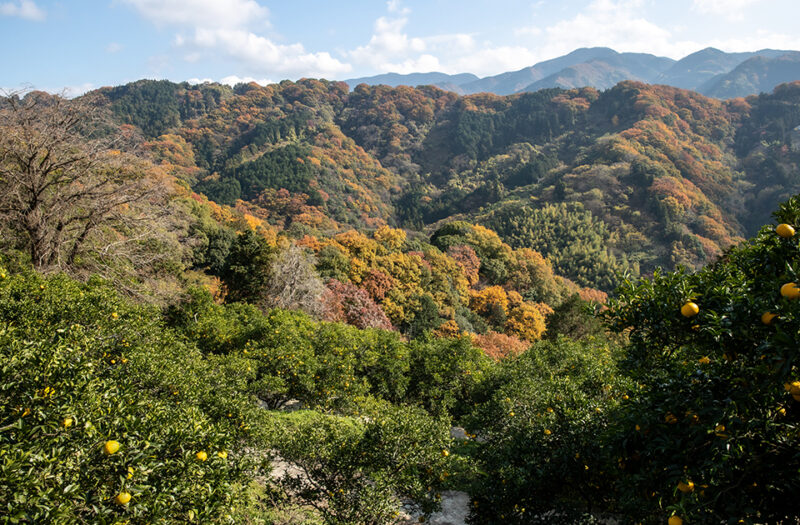 年末年始の発送につきまして