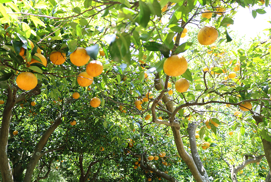 あんず甘夏マーマレード