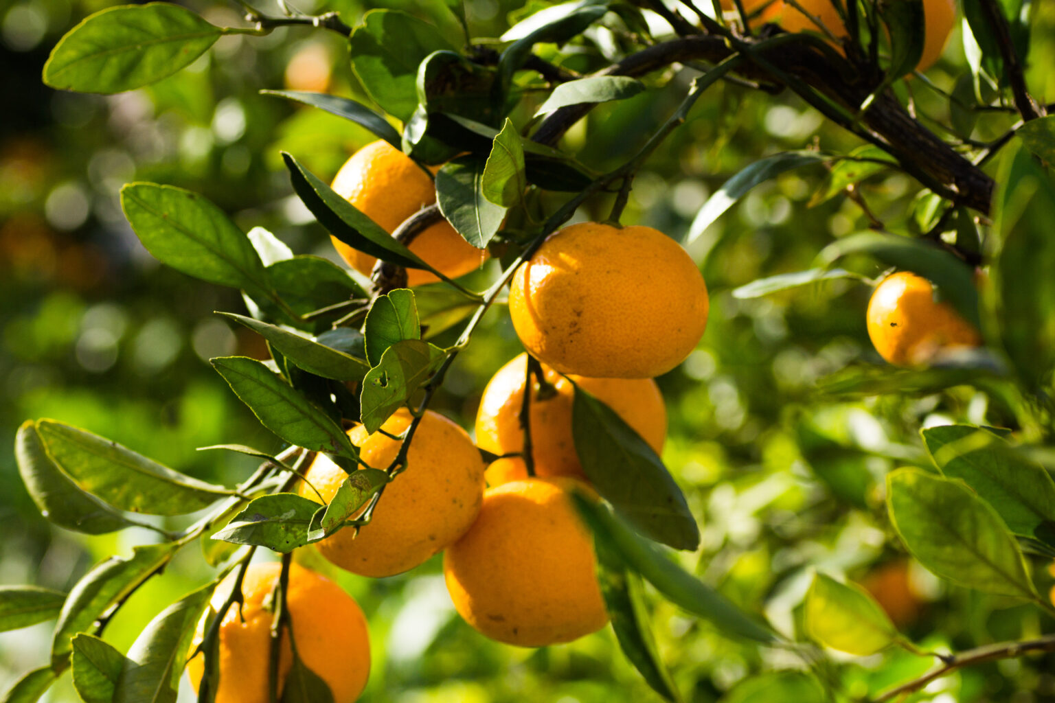 温州蜜柑ジュース