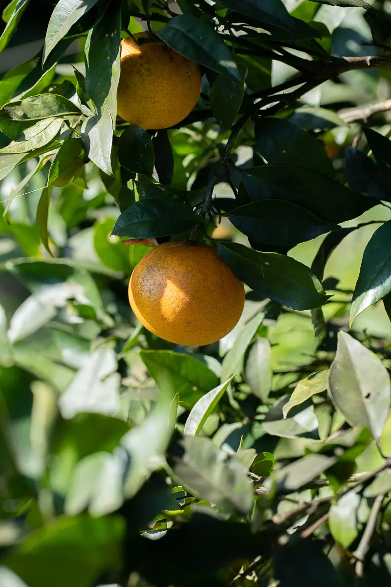 はれひめジュース