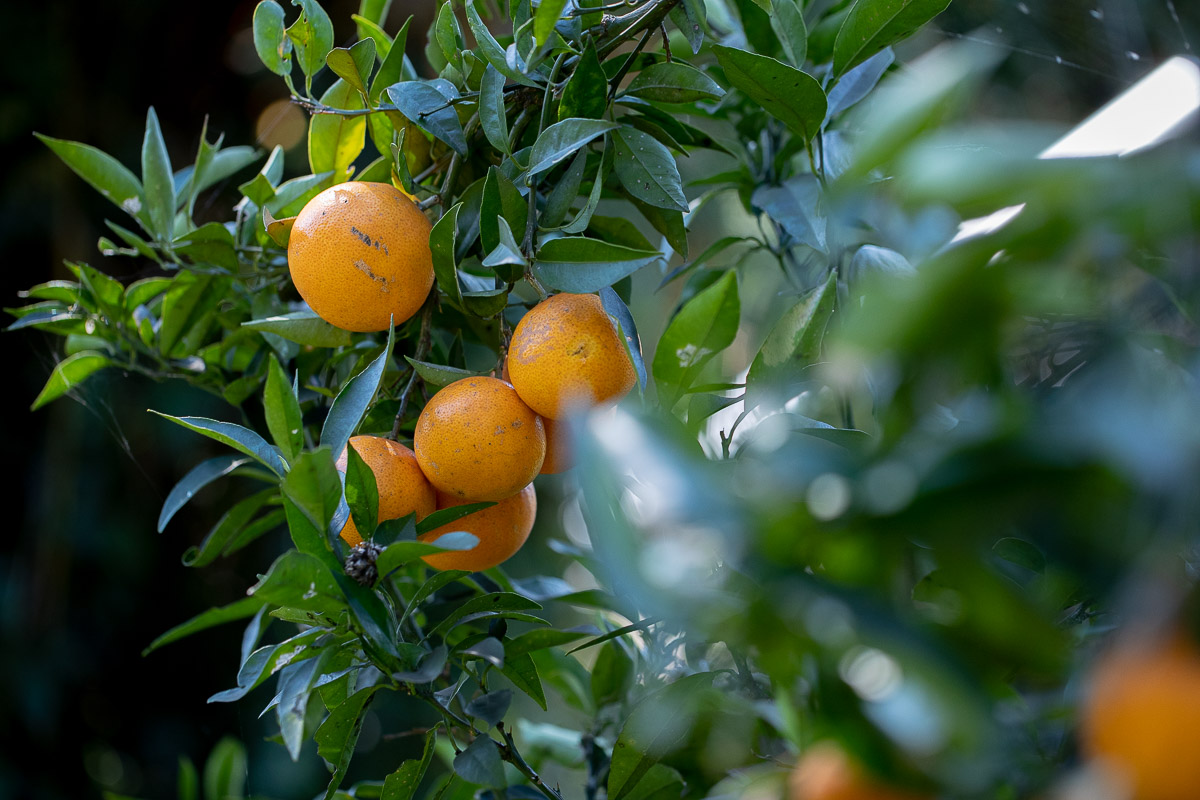 はれひめジュース