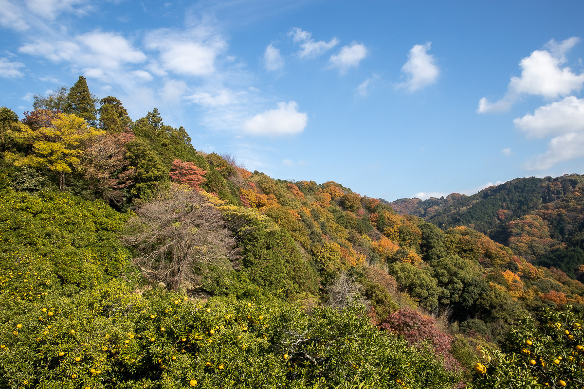 温州蜜柑ジュース