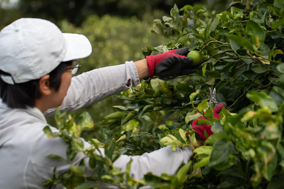 【限定】希少なライム果汁