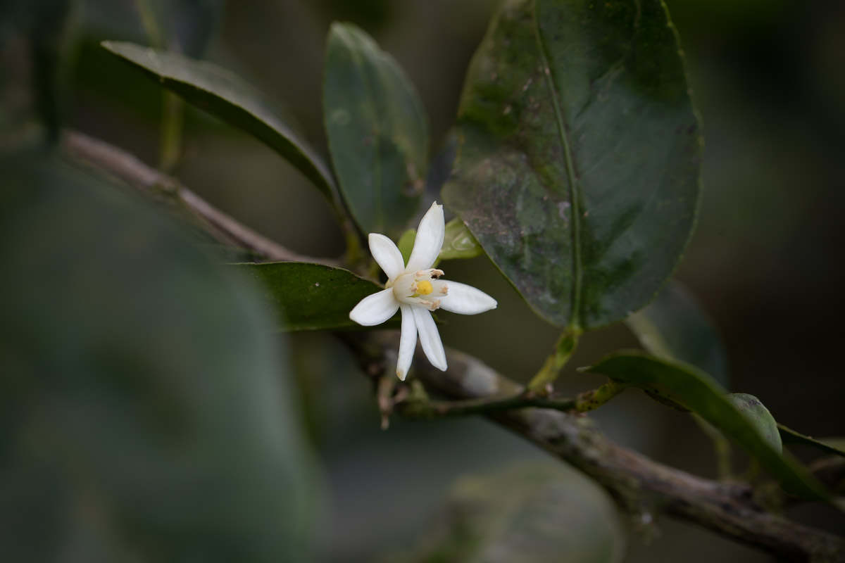 【限定】希少なライム果汁