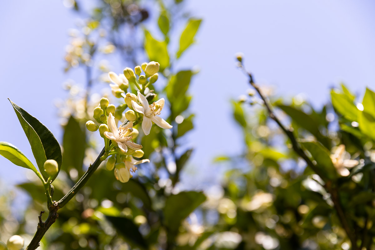 【限定】柑橘山の”はちみつレモン”