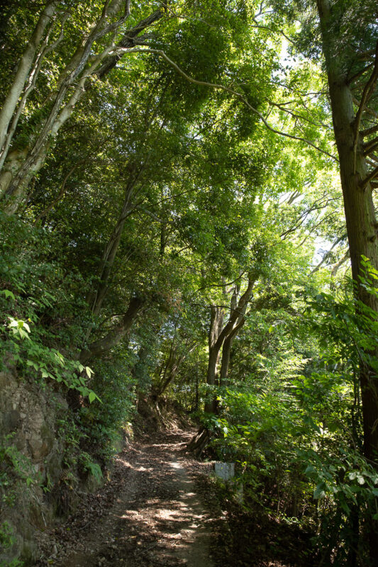 【限定】柑橘山の”はちみつレモン”