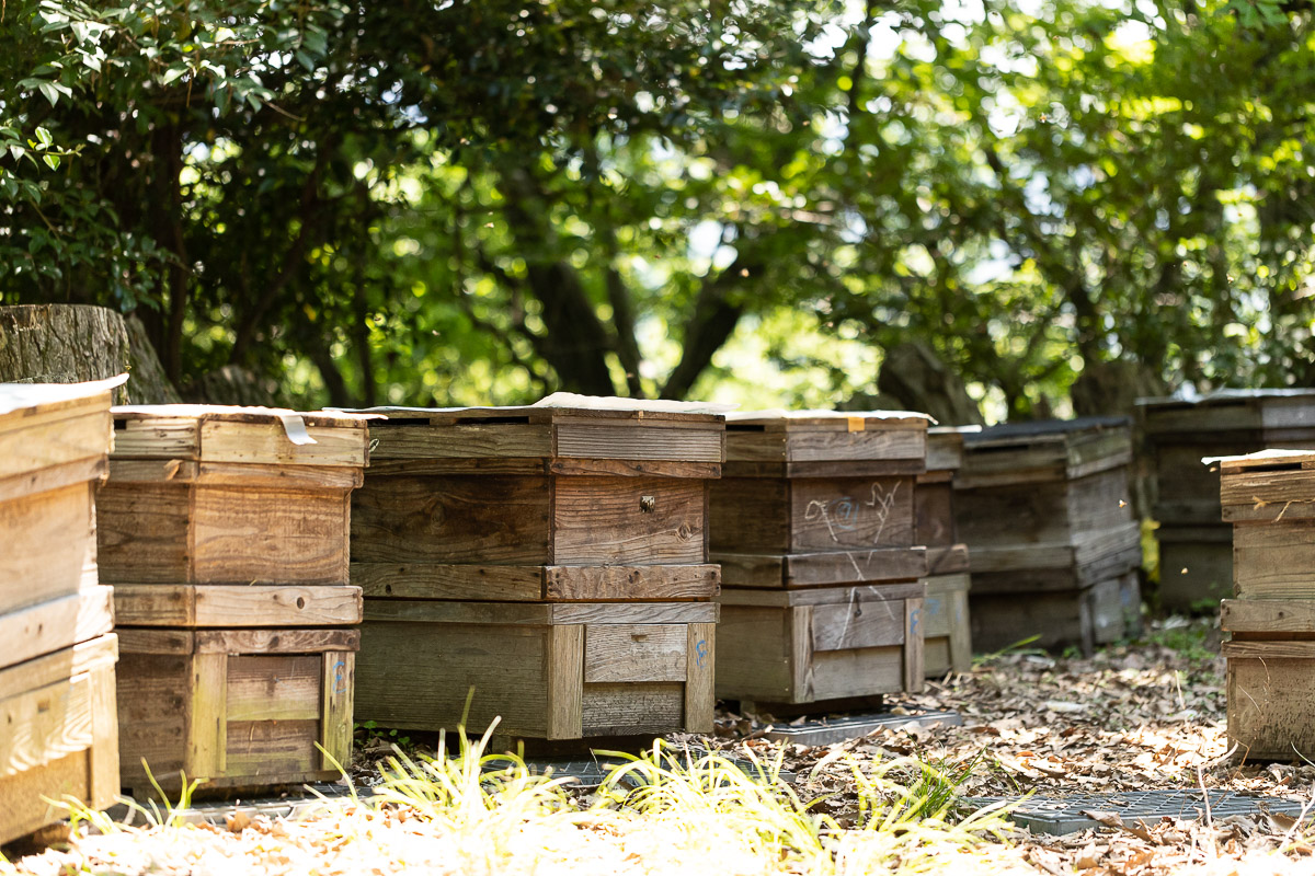 【限定】柑橘山の”はちみつレモン”