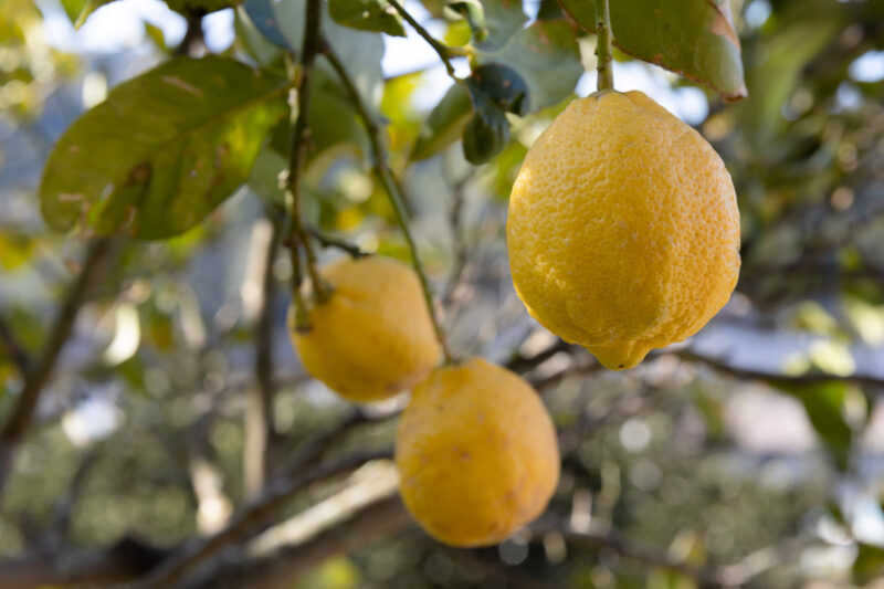 【限定】柑橘山の”はちみつレモン”