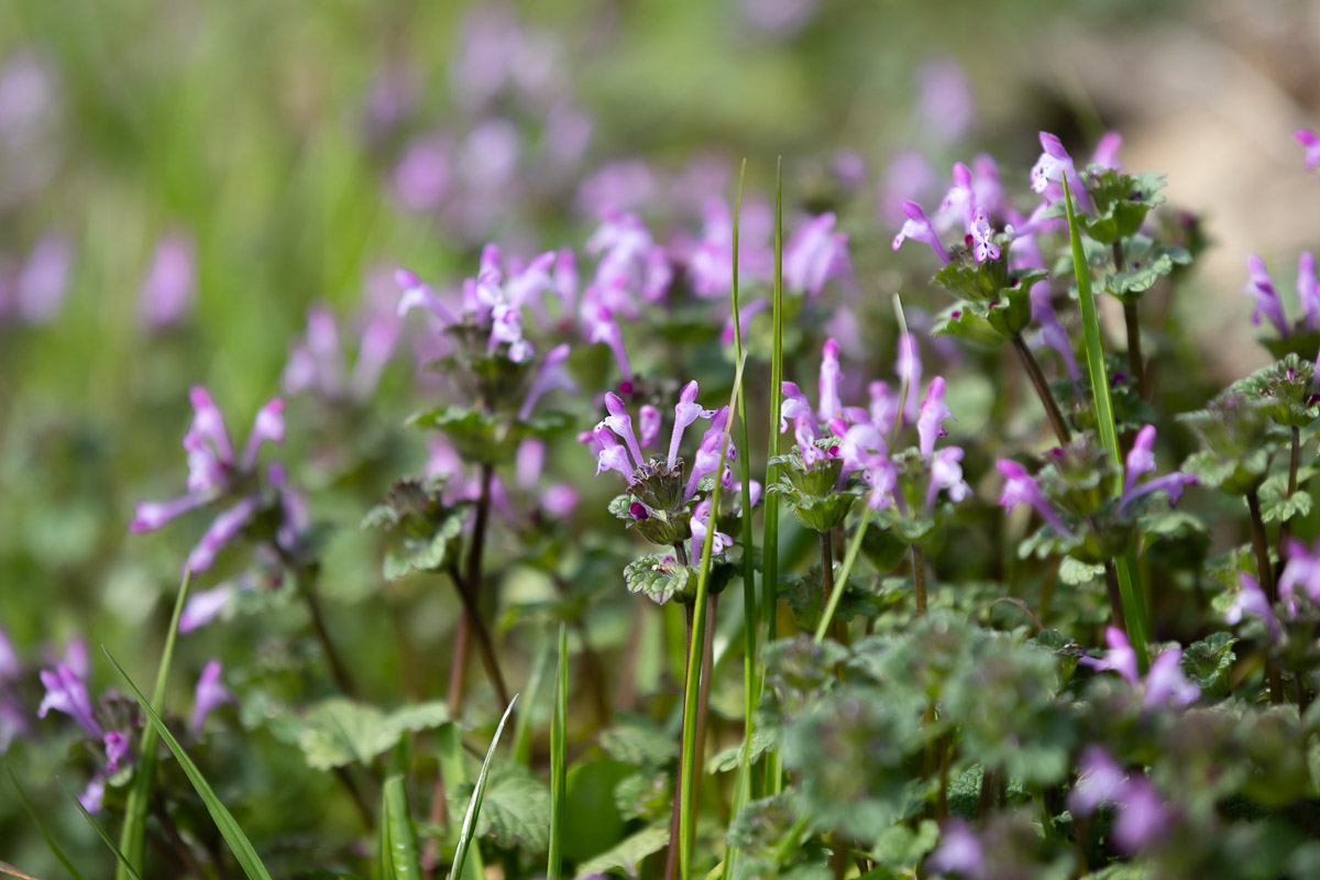 ミントと弓削瓢柑（ゆげひょうかん）のキャンディス