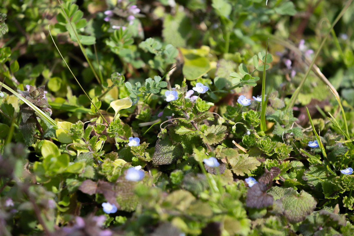 ミントと弓削瓢柑（ゆげひょうかん）のキャンディス