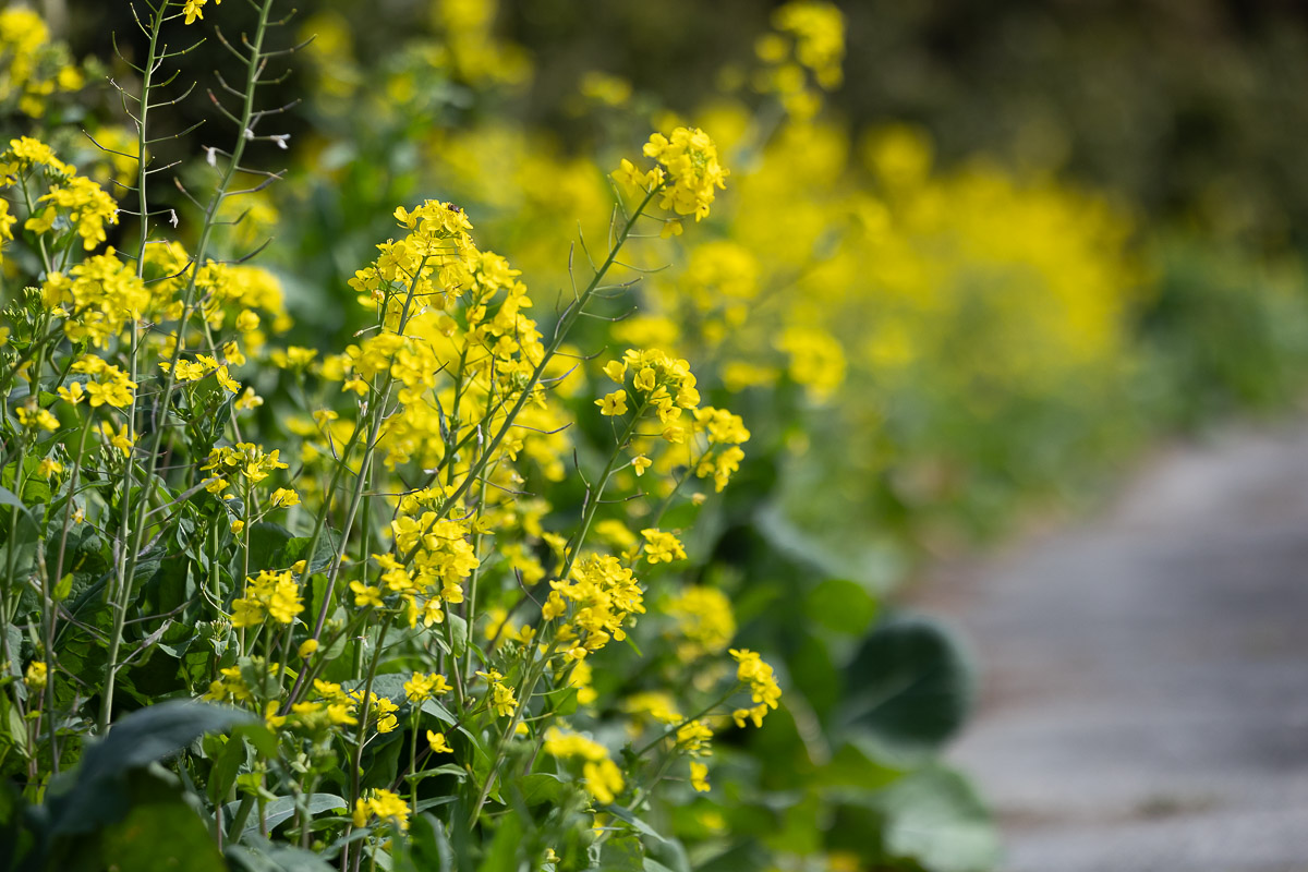 ミントと弓削瓢柑（ゆげひょうかん）のキャンディス