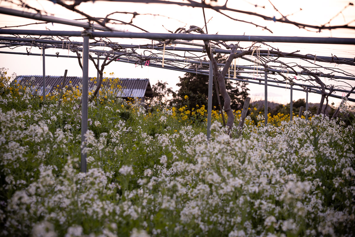 菜の花畑のキウイシロップ