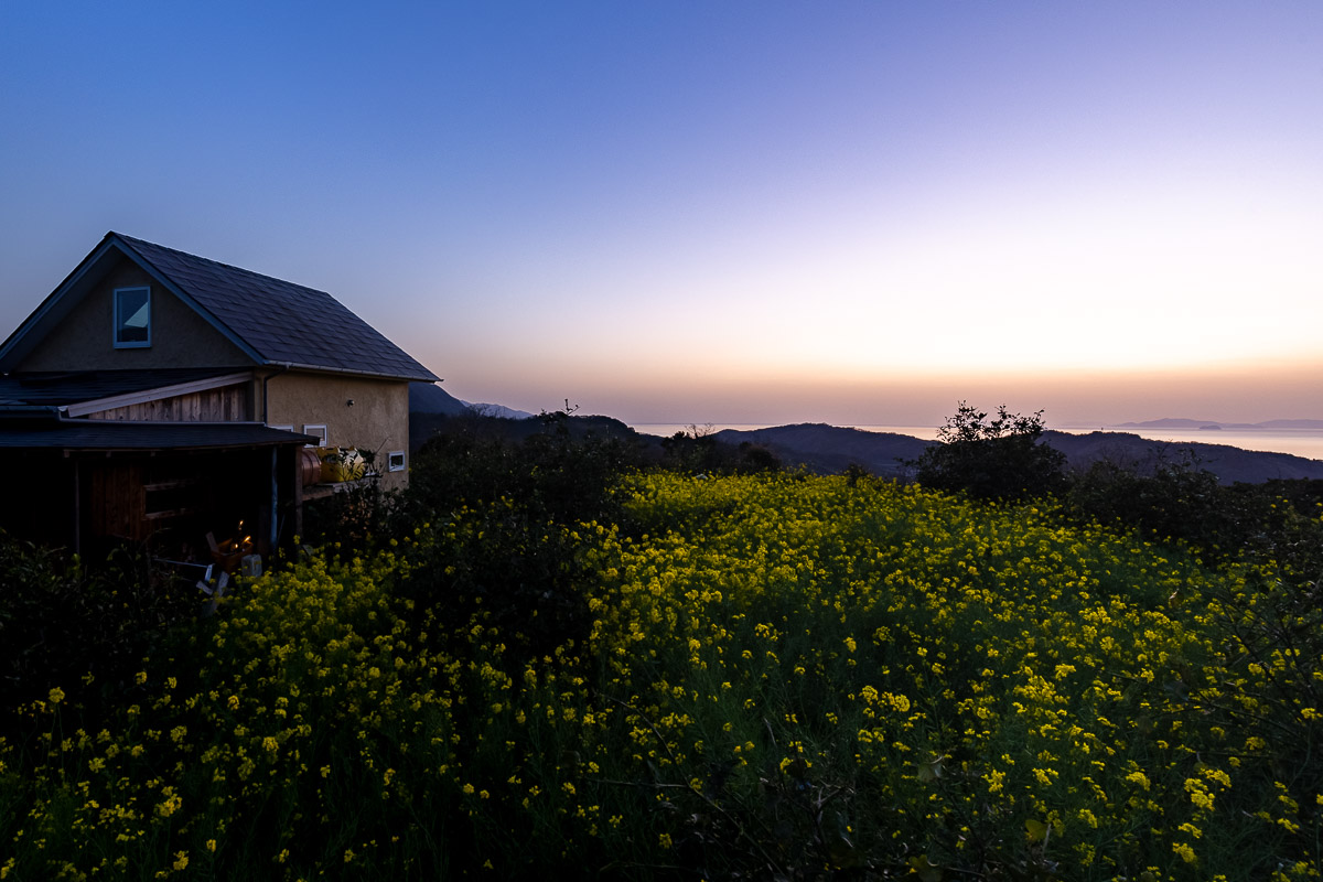 菜の花畑のキウイシロップ