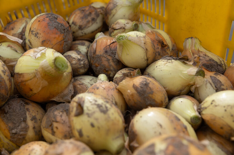 玉ねぎと塩こうじのポタージュ