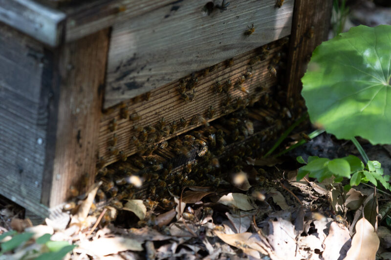 【限定】柑橘山の”はちみつレモン”
