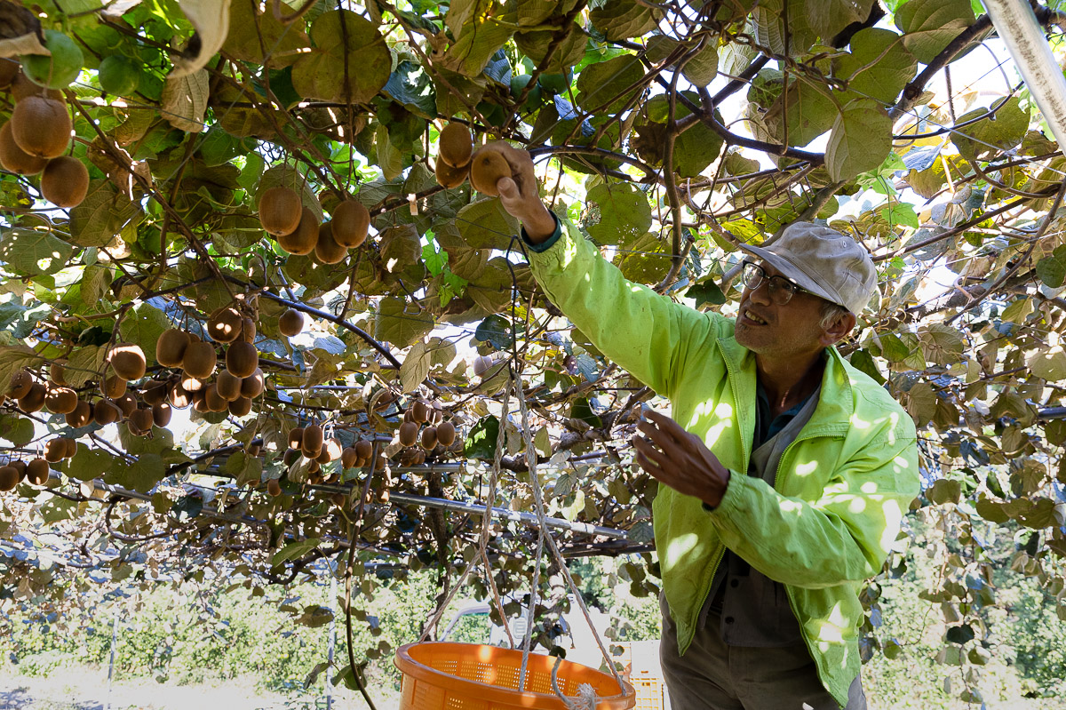 菜の花畑のキウイシロップ