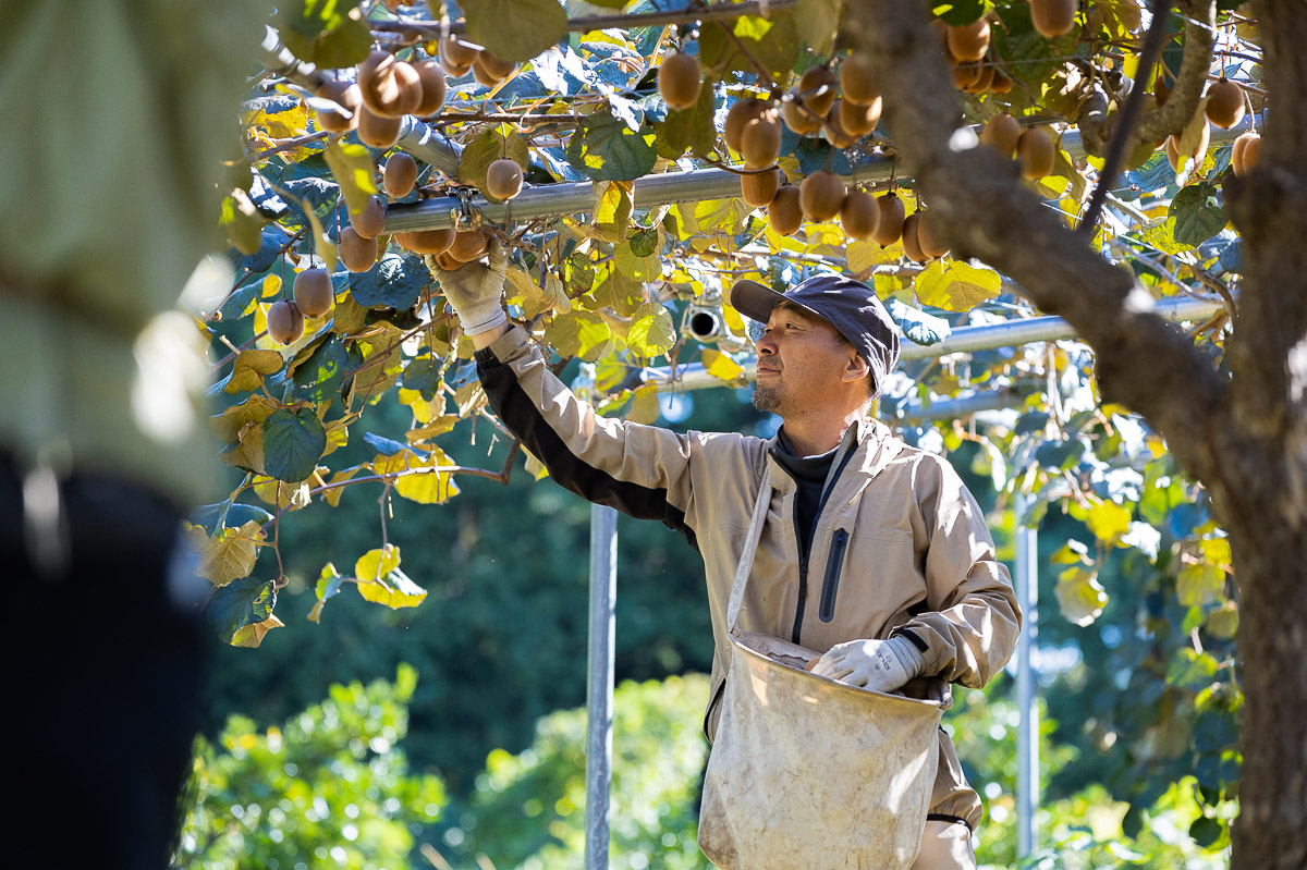 菜の花畑のキウイシロップ