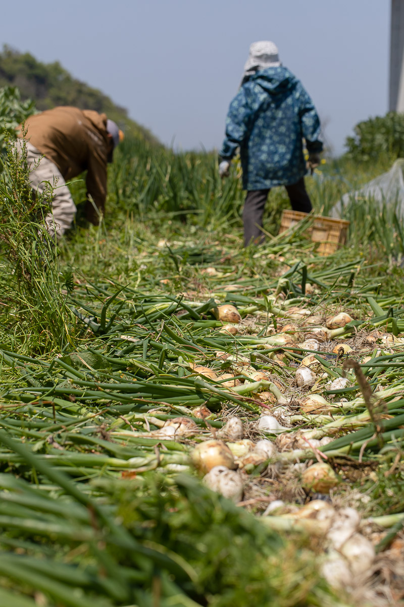 旬真っ盛り!スナップエンドウと葉玉ねぎ