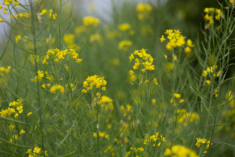 ゴールデンウィークのお届けにつきまして