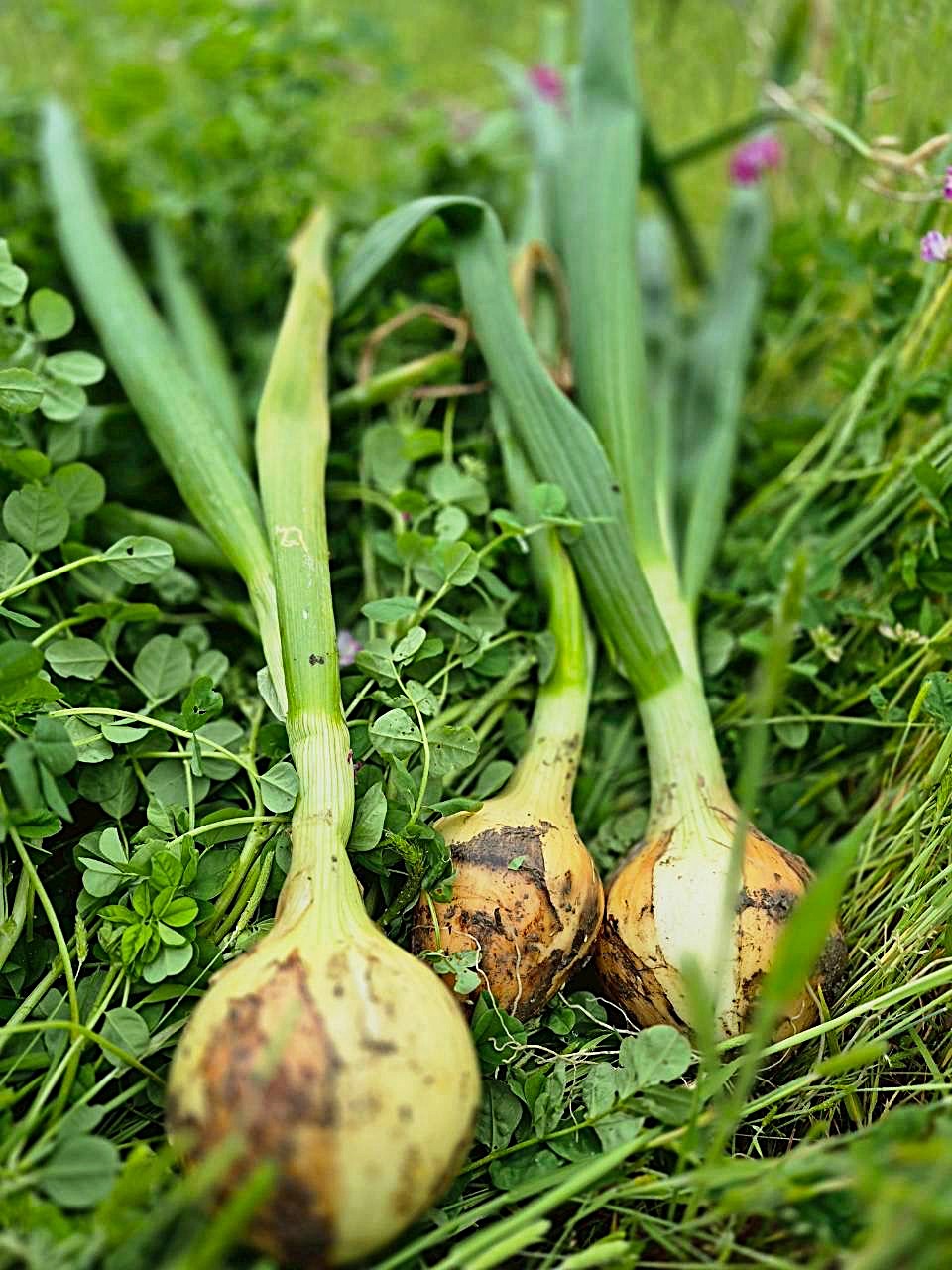 旬真っ盛り!スナップエンドウと葉玉ねぎ