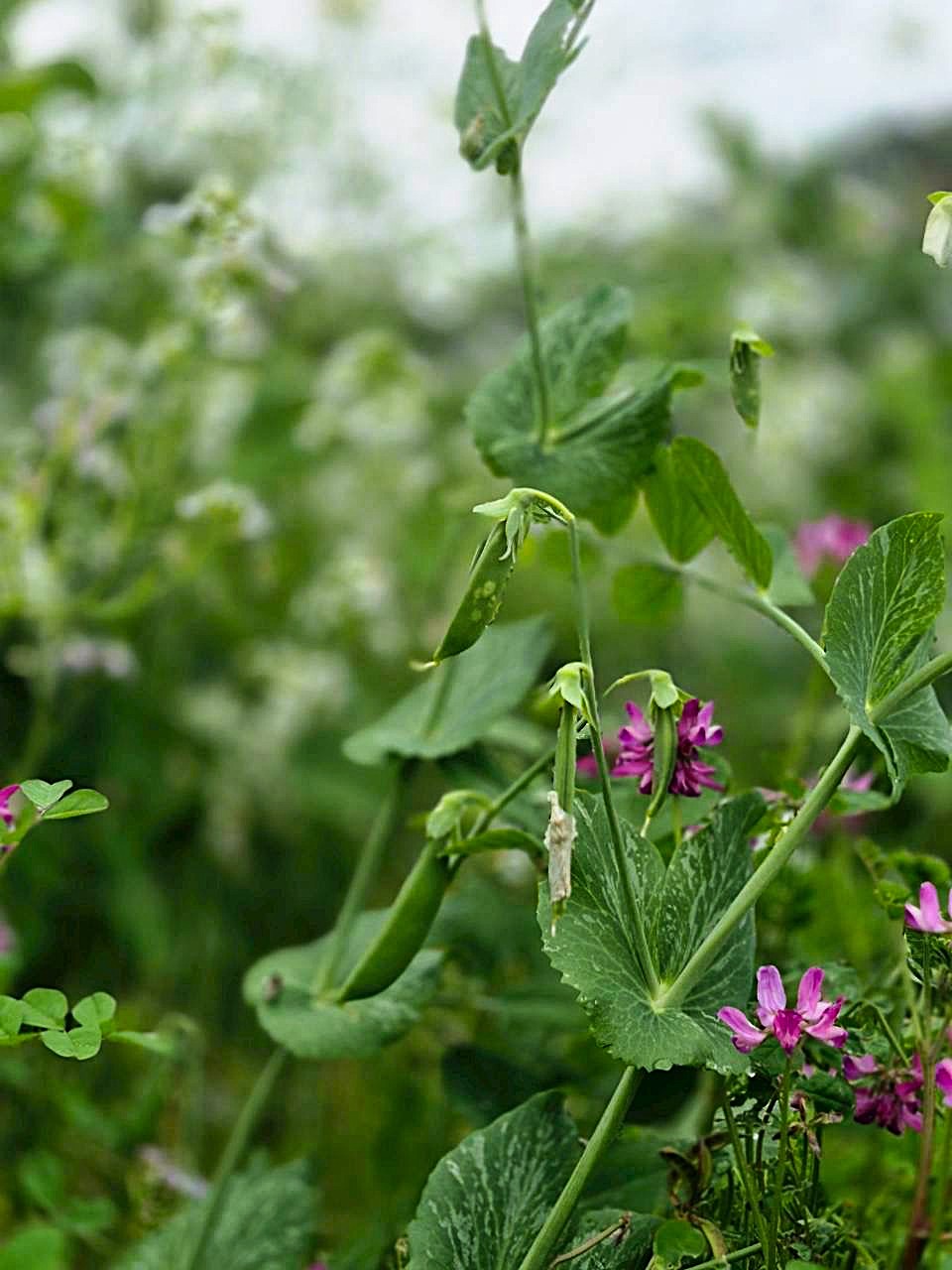旬真っ盛り!スナップエンドウと葉玉ねぎ