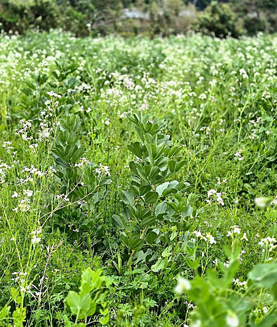 旬真っ盛り!スナップエンドウと葉玉ねぎ